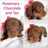 Rosemary Chocolate and Tan , a female Miniature Dachshund for sale in Fort Worth, TX – Photo 2 of 5