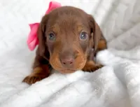 Rosemary Chocolate and Tan , a female Miniature Dachshund for sale in Fort Worth, TX – Photo 5 of 5