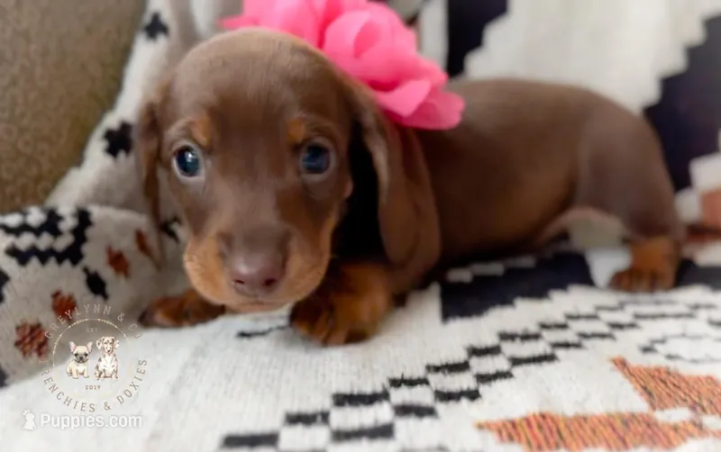 Rosemary Chocolate and Tan  – Miniature Dachshund puppy for sale in Fort Worth, TX