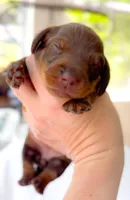 Rosemary Chocolate and Tan , a female Miniature Dachshund for sale in Fort Worth, TX – Photo 4 of 5