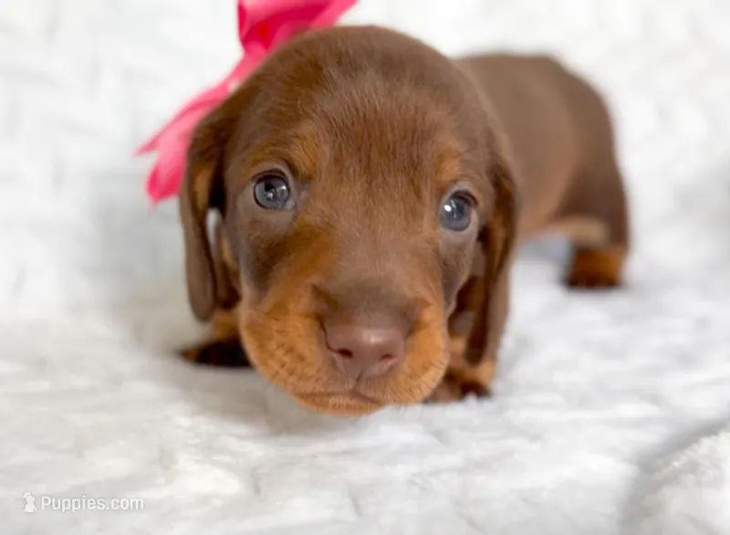 Rosemary Chocolate and Tan  – Miniature Dachshund puppy for sale in Fort Worth, TX