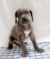 Thor, a male Great Dane for sale in Fort Worth, TX – 3 of 3