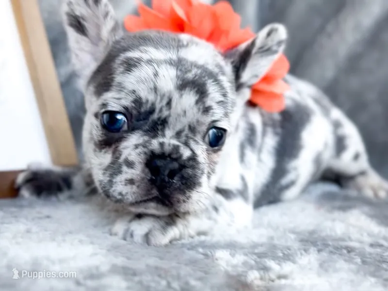 Clementine  – French Bulldog puppy for sale in Fort Worth, TX