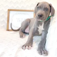 Jedi Blue , a male Great Dane for sale in Fort Worth, TX – 4 of 4