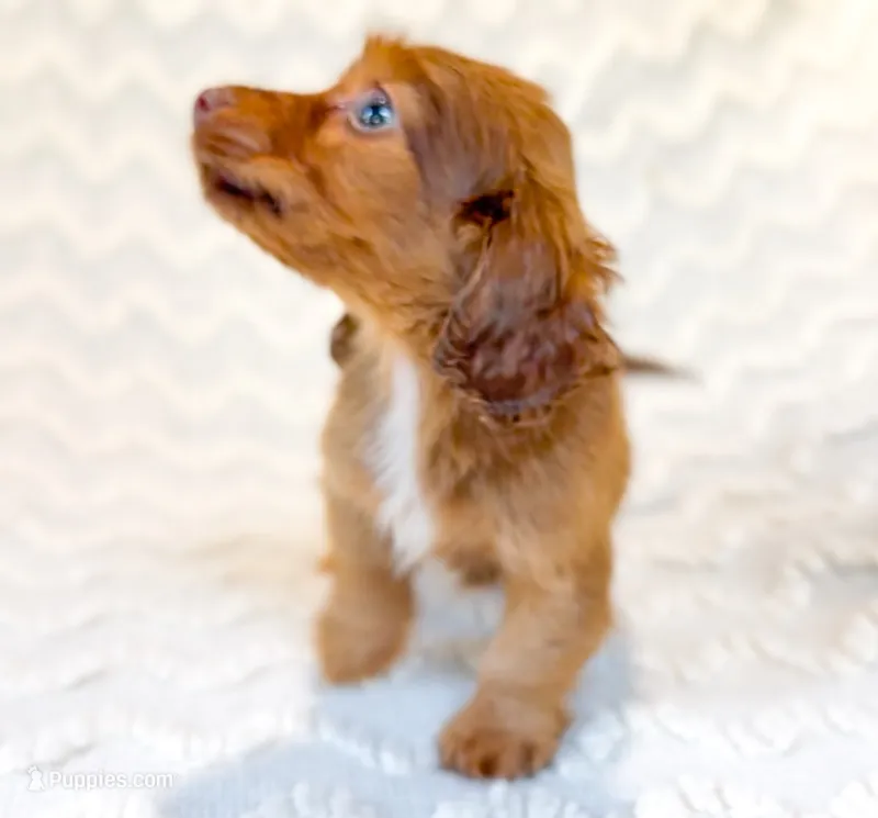 Cocoa LH AKC Male – Miniature Dachshund puppy for sale in Fort Worth, TX