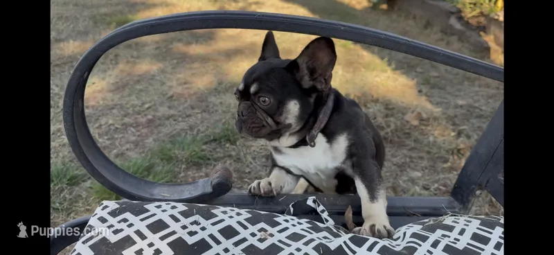 AKC chocolate and tan