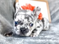 Clementine , a female French Bulldog for sale in Fort Worth, TX – 2 of 4