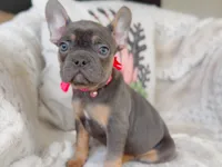 AKC Blue & Tan, a female French Bulldog for sale in Fort Worth, TX – Photo 1 of 6