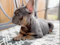 AKC Blue & Tan, a female French Bulldog for sale in Fort Worth, TX – Photo 4 of 6