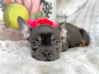 AKC Blue & Tan, a female French Bulldog for sale in Fort Worth, TX – Photo 5 of 6