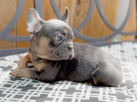 AKC Blue & Tan, a female French Bulldog for sale in Fort Worth, TX – Photo 2 of 6