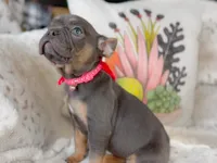 AKC Blue & Tan, a female French Bulldog for sale in Fort Worth, TX – Photo 3 of 6