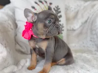 AKC Blue & Tan, a female French Bulldog for sale in Fort Worth, TX – Photo 6 of 6