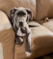 Ansel, a male Great Dane for sale in Fort Worth, TX – 2 of 2