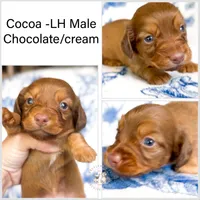 Cocoa LH AKC Male, a male Miniature Dachshund for sale in Fort Worth, TX – 5 of 5