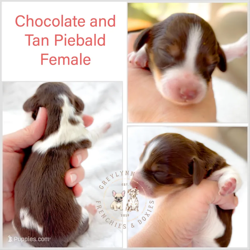 Godiva LH Chocolate Piebald and Tan – Miniature Dachshund puppy for sale in Fort Worth, TX