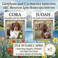 Godiva LH Chocolate Piebald and Tan, a female Miniature Dachshund for sale in Fort Worth, TX – Photo 3 of 5