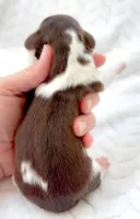 Godiva LH Chocolate Piebald and Tan, a female Miniature Dachshund for sale in Fort Worth, TX – Photo 4 of 5