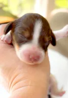 Godiva LH Chocolate Piebald and Tan, a female Miniature Dachshund for sale in Fort Worth, TX – Photo 2 of 5