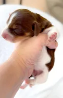 Godiva LH Chocolate Piebald and Tan, a female Miniature Dachshund for sale in Fort Worth, TX – Photo 5 of 5