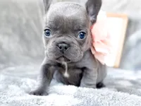 Guava, a female French Bulldog for sale in Fort Worth, TX – 2 of 4