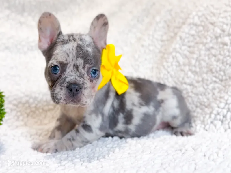 Lemon   – French Bulldog puppy for sale in Fort Worth, TX