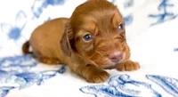 Cocoa LH AKC Male, a male Miniature Dachshund for sale in Fort Worth, TX – 1 of 5