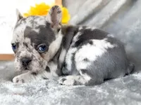 Lemon  , a female French Bulldog for sale in Fort Worth, TX – 4 of 5
