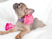 Blue Fawn Female AKC, a female French Bulldog for sale in Fort Worth, TX – Photo 3 of 4