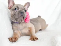 Blue Fawn Female AKC, a female French Bulldog for sale in Fort Worth, TX – Photo 1 of 4