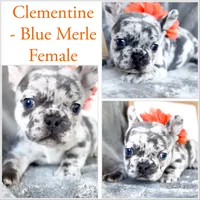 Clementine , a female French Bulldog for sale in Fort Worth, TX – 4 of 4