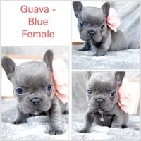 Guava, a female French Bulldog for sale in Fort Worth, TX – 3 of 4