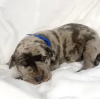 Blue Merle AKC, a male Great Dane for sale in Fort Worth, TX – Photo 3 of 4