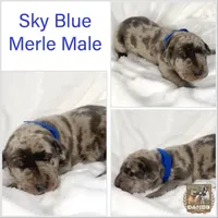 Blue Merle AKC, a male Great Dane for sale in Fort Worth, TX – Photo 2 of 4
