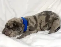 Blue Merle AKC, a male Great Dane for sale in Fort Worth, TX – Photo 4 of 4