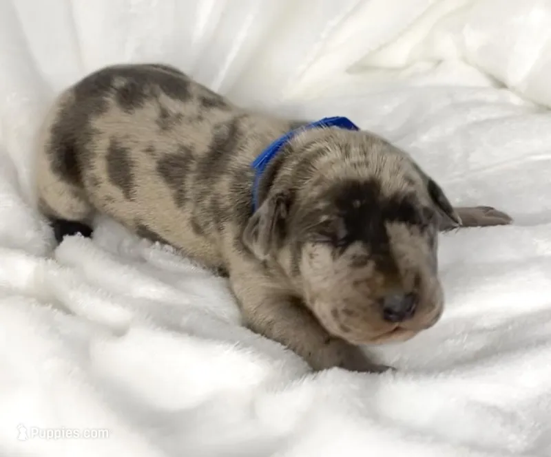 Blue Merle AKC, a male Great Dane for sale in Fort Worth, TX – Photo 1 of 4