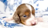 Mocha LH Akc Male Dapple, a male Miniature Dachshund for sale in Fort Worth, TX – 1 of 5