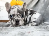 Lemon  , a female French Bulldog for sale in Fort Worth, TX – 2 of 5