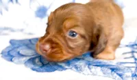 Cocoa LH AKC Male, a male Miniature Dachshund for sale in Fort Worth, TX – 4 of 5