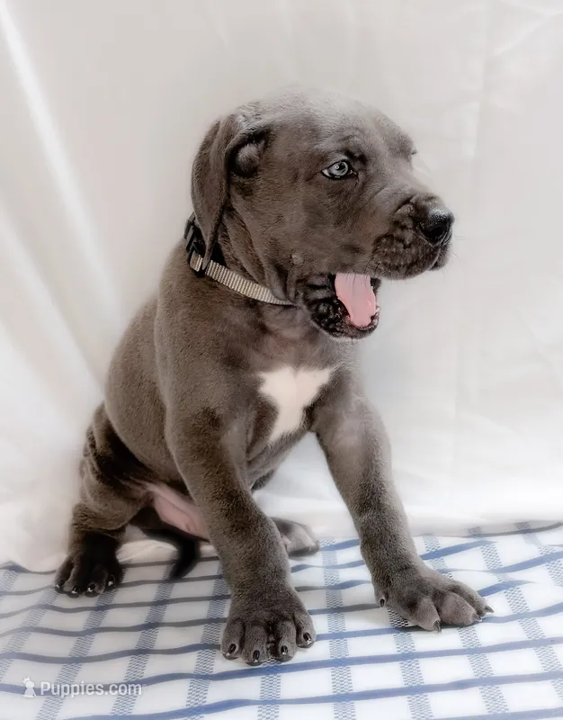 Thor – Great Dane puppy for sale in Fort Worth, TX