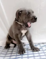 Thor, a male Great Dane for sale in Fort Worth, TX – 1 of 3