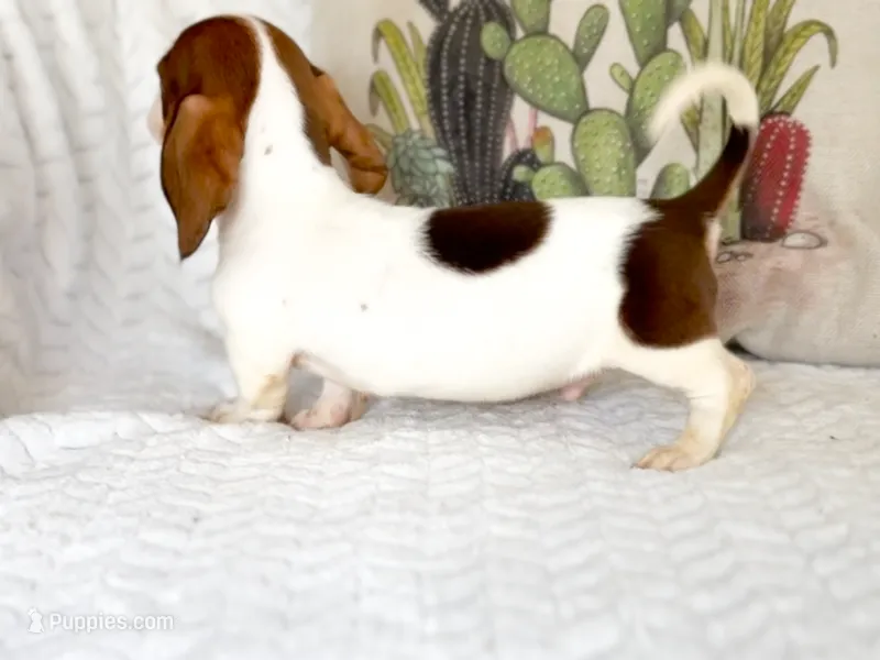 Thyme AKC Chocolate and Tan Piebald  – Miniature Dachshund puppy for sale in Fort Worth, TX