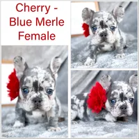 Cherry, a female French Bulldog for sale in Fort Worth, TX – 3 of 4