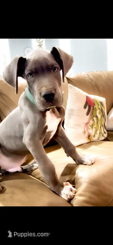 Ansel – Great Dane puppy for sale in Fort Worth, TX