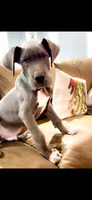 Ansel, a male Great Dane for sale in Fort Worth, TX – 1 of 1