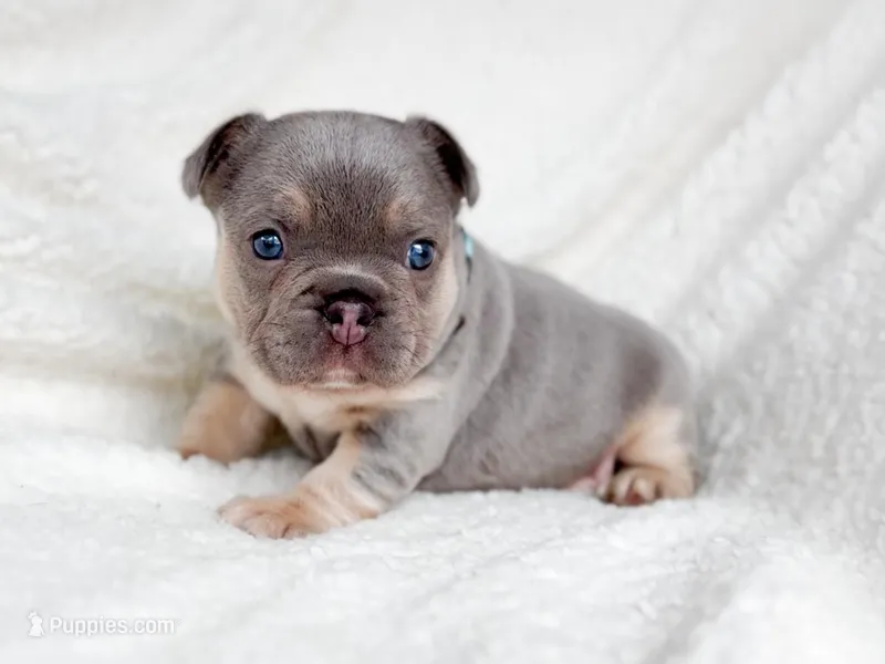 Jade Akc lilac and tan – French Bulldog puppy for sale in Fort Worth, TX