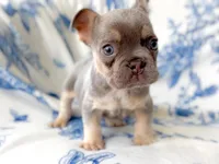 Jade Akc lilac and tan, a male French Bulldog for sale in Fort Worth, TX – Photo 4 of 5