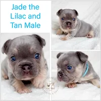 Jade Akc lilac and tan, a female French Bulldog for sale in Fort Worth, TX – Photo 2 of 5