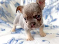 Jade Akc lilac and tan, a male French Bulldog for sale in Fort Worth, TX – Photo 3 of 5