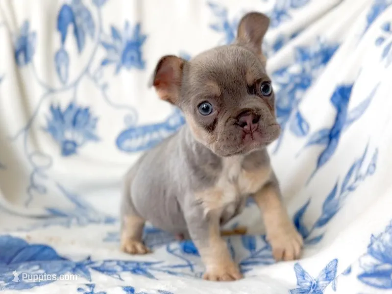 Jade Akc lilac and tan – French Bulldog puppy for sale in Fort Worth, TX